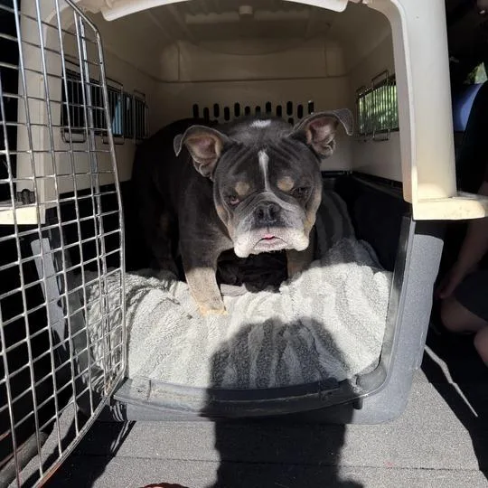 An adult medium-sized male Brown / Chocolate English Bulldog dog named Ozzy for adoption in Turlock, CA