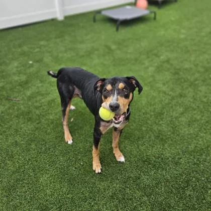 An adult large-sized male Mixed Breed dog named Dusko for adoption in Munster, IN
