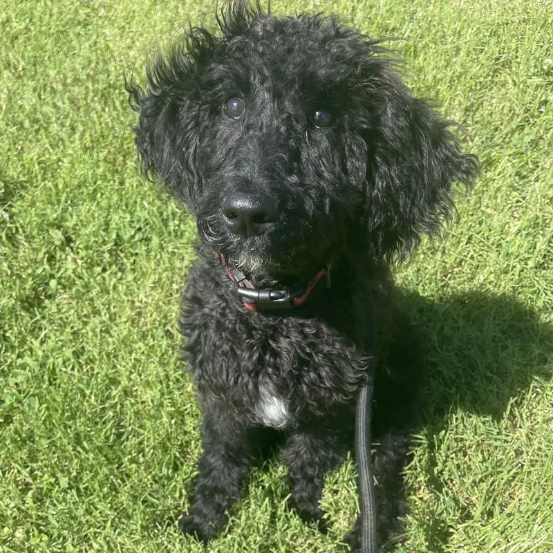 A baby medium-sized female Black Mixed Breed dog named Soot Sprite for adoption in Saint Charles, MO