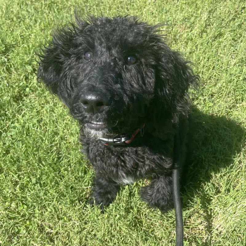Soot Sprite thumbnail 3