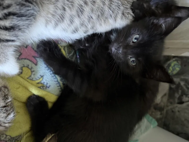 A baby medium-sized female Black Domestic Short Hair cat named Rough for adoption in Wheaton, IL