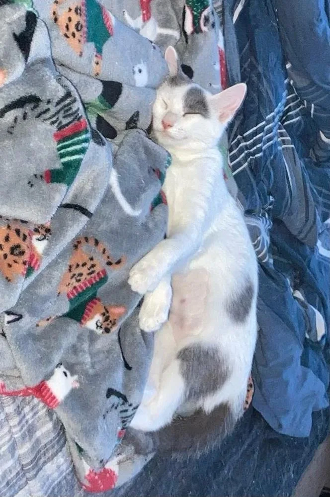 Snowball thumbnail 2