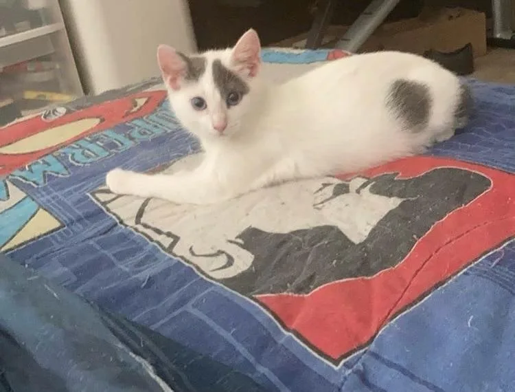 Snowball thumbnail 3