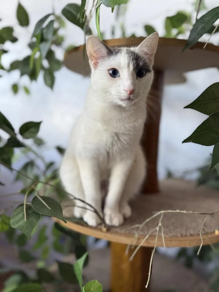 Snowball thumbnail 4