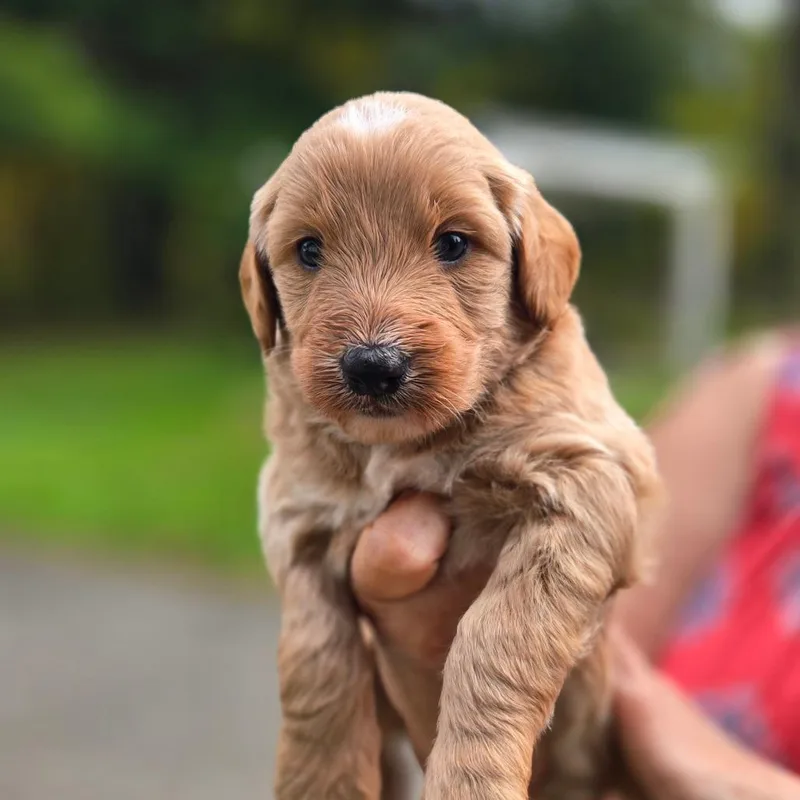 A baby medium-sized male Yellow / Tan / Blond / Fawn Poodle dog named CT Kody avail Oct for adoption in Stormville, NY