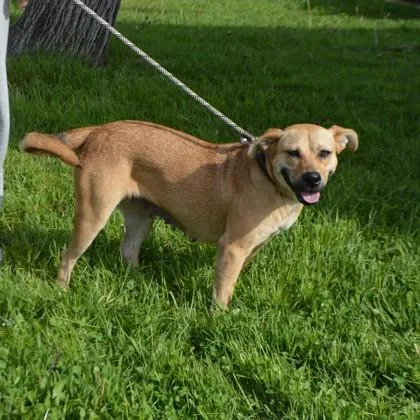 A young medium-sized female Mixed Breed dog named Corra+ for adoption in Elk Grove Village, IL