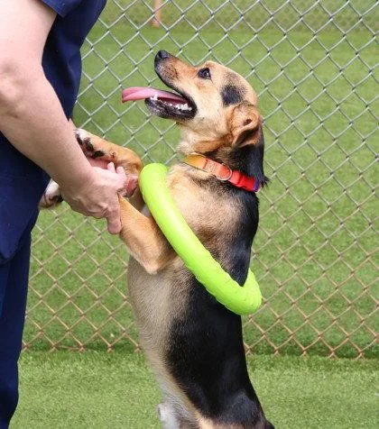 An adult small-sized male Beagle dog named Wrecks Athens for adoption in Rockaway, NJ
