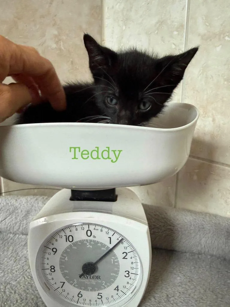 A baby small-sized male Domestic Short Hair cat named Teddy for adoption in Orlando, FL