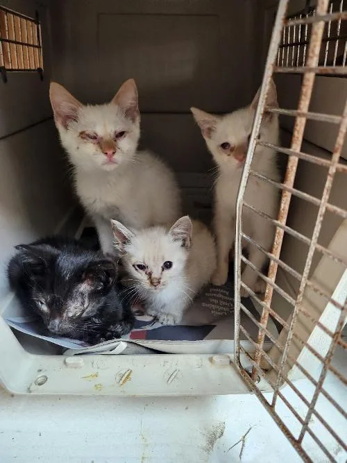 Cat thumbnail 2