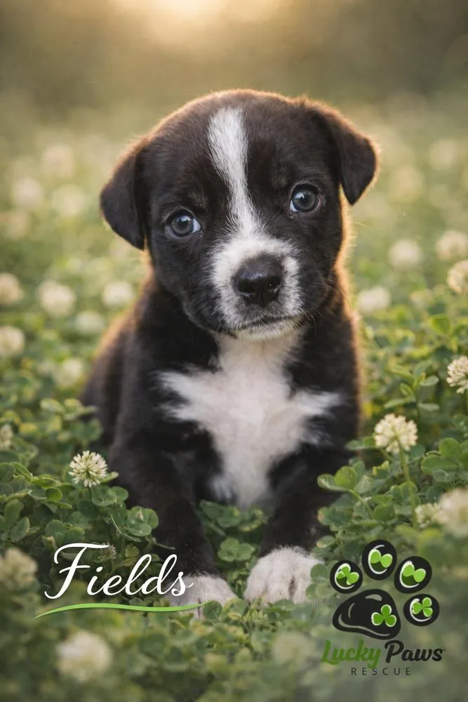 Spring Litter:  Fields thumbnail 2