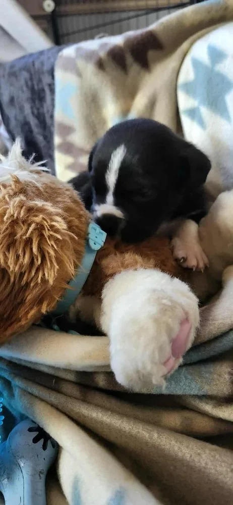 Spring Litter:  Fields thumbnail 3