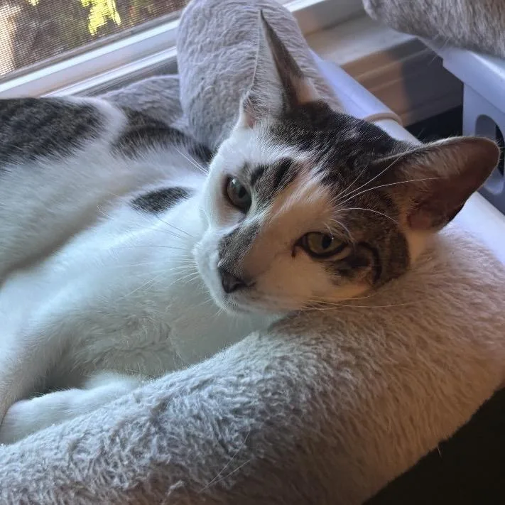 A young small-sized male Gray / Blue / Silver Domestic Short Hair cat named Tiger for adoption in Long Beach, CA