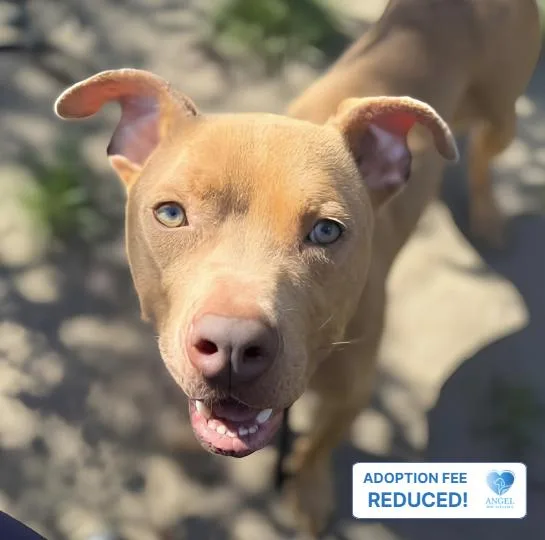 A young medium-sized male Yellow / Tan / Blond / Fawn Pit Bull Terrier dog named Parcheesi for adoption in Naperville, IL