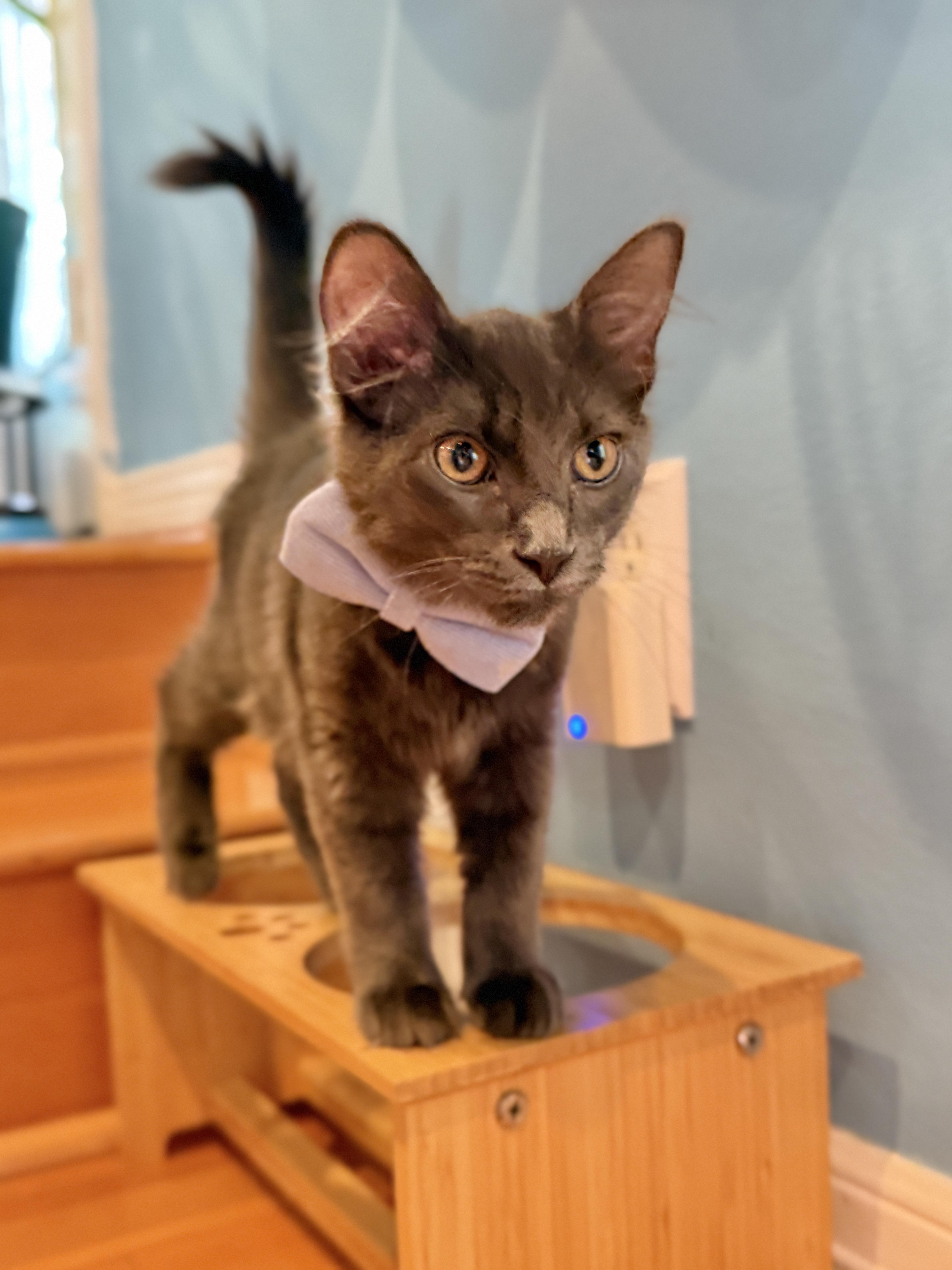 A baby medium-sized male Gray / Blue / Silver Domestic Medium Hair cat named George for adoption in Keller, TX