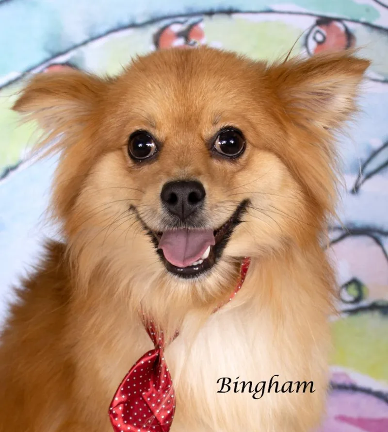 Bingham
