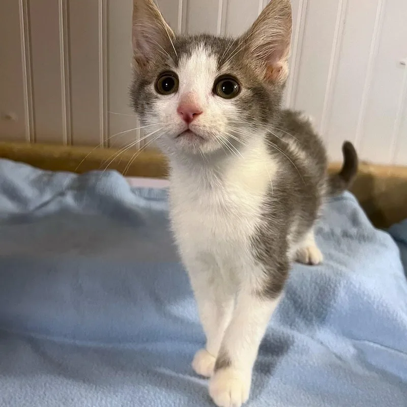 A baby medium-sized male Domestic Short Hair cat named Bacon for adoption in Honeoye, NY