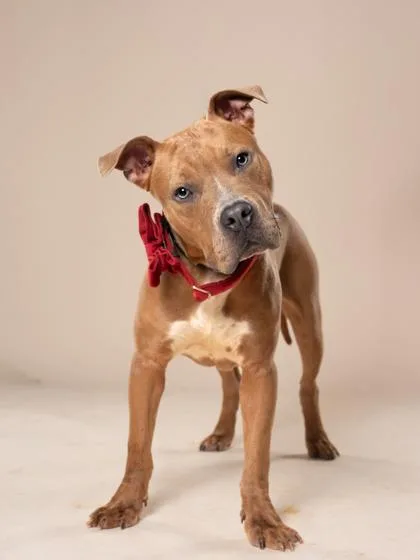 A young medium-sized male Mixed Breed dog named Taelor for adoption in Atlanta, GA
