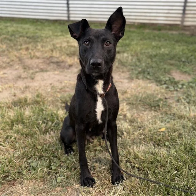 An adult medium-sized female Border Collie dog named Ruthie for adoption in Modesto, CA