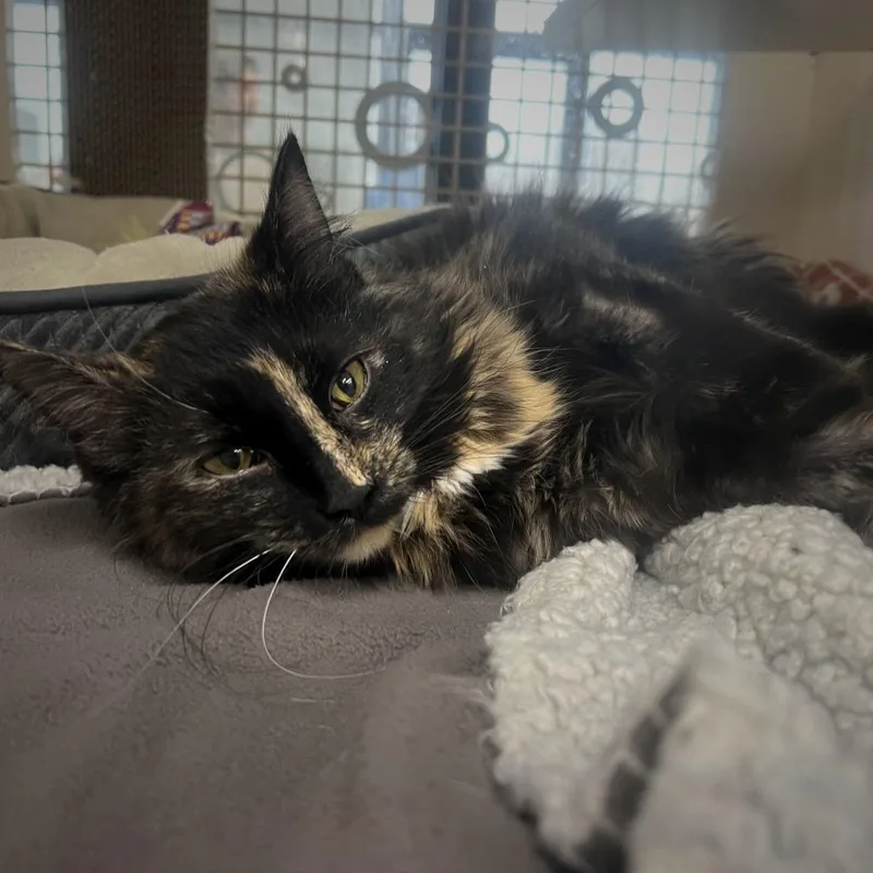 Chatty Kathy thumbnail 2