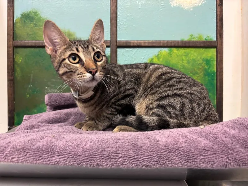 A baby small-sized male Domestic Short Hair cat named Egypt for adoption in Houston, TX