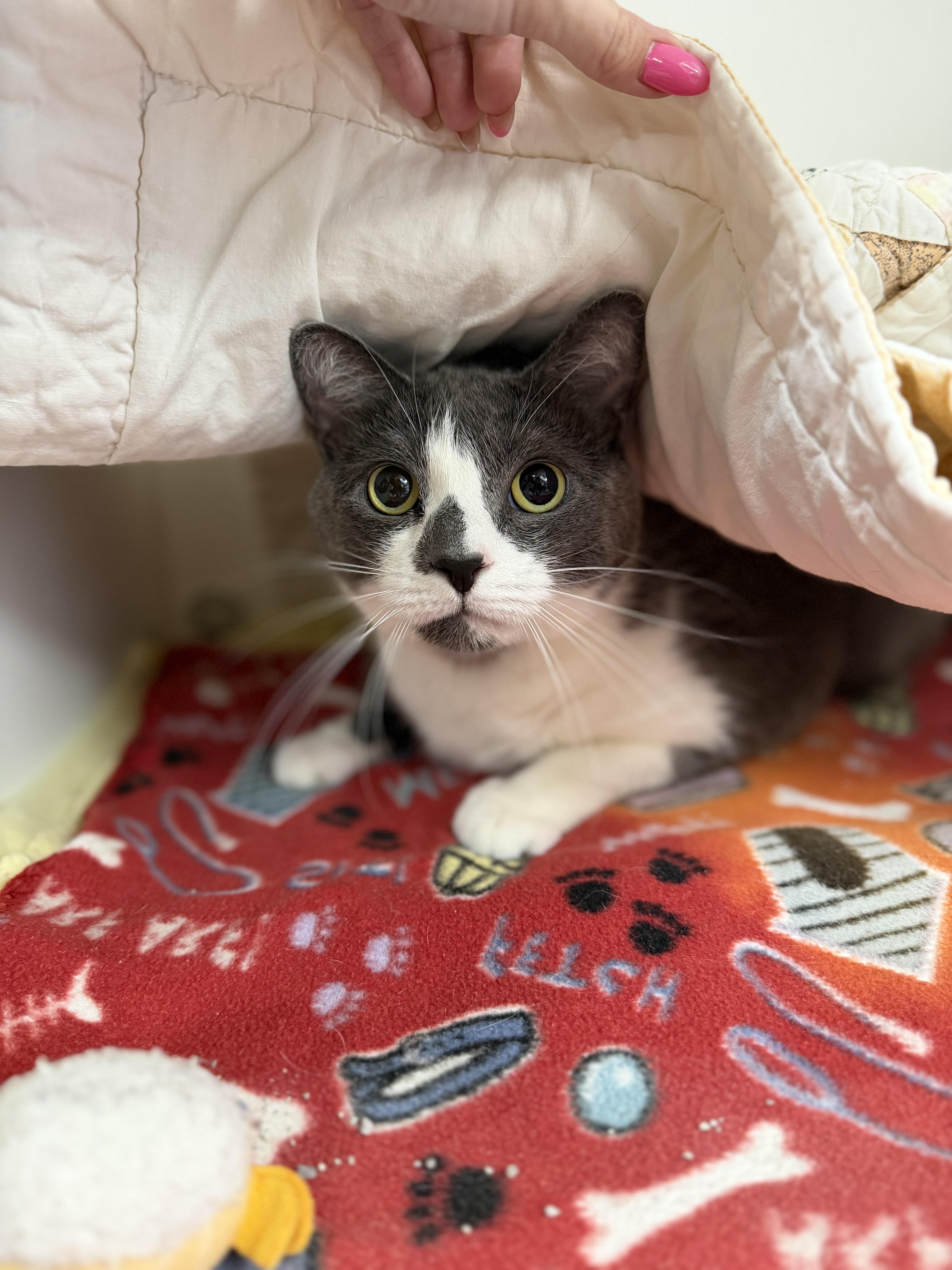 An adult medium-sized female Gray & White Domestic Short Hair cat named Mallie for adoption in Reisterstown, MD