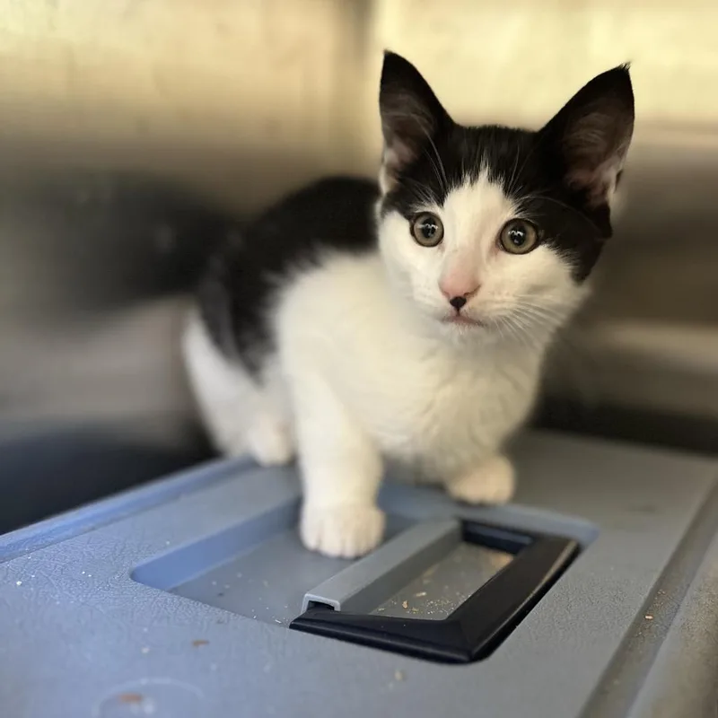 A baby small-sized male White Domestic Short Hair cat named Iced T for adoption in Enfield, NH