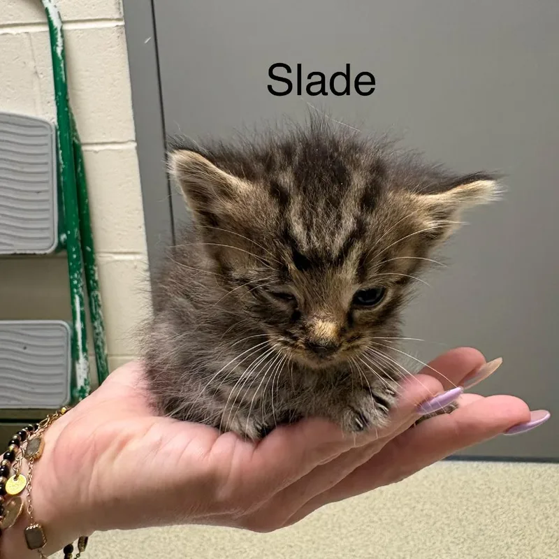 Slade