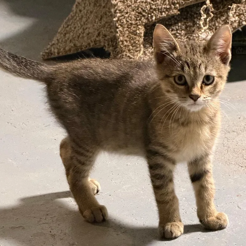 A baby small-sized male Brown / Chocolate Domestic Short Hair cat named Tiger for adoption in Minneapolis, MN