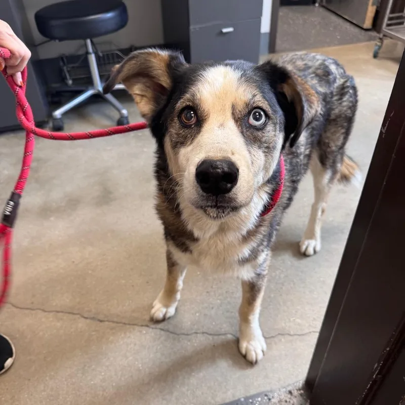 An adult large-sized female Black Mixed Breed dog named Vanessa for adoption in Columbiana, AL