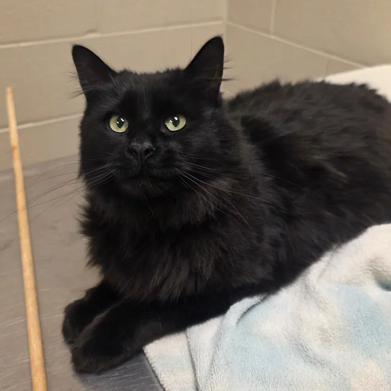 An adult large-sized male Black Domestic Medium Hair cat named Miles for adoption in Bristol, IN