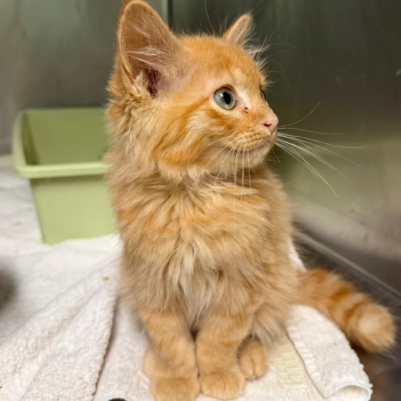 A baby small-sized male Orange / Red Domestic Long Hair cat named Shane for adoption in Hamilton, GA