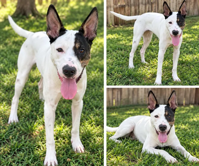 A young large-sized male White / Cream Mixed Breed dog named Patch for adoption in Kiln, MS