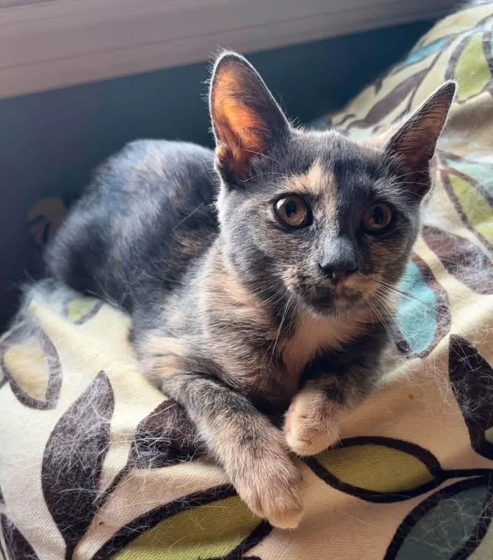 A baby medium-sized female Dilute Tortoiseshell Domestic Short Hair cat named Athena for adoption in Haddon Heights, NJ