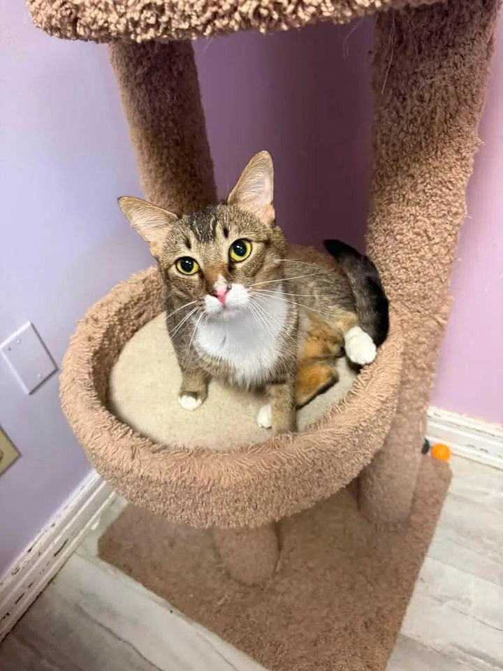 An adult medium-sized male Tabby (Buff / Tan / Fawn) Domestic Short Hair cat named George for adoption in Freeport, NY