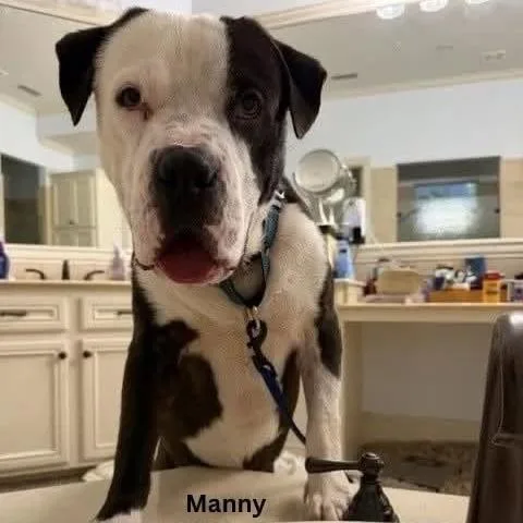 Manny thumbnail 4
