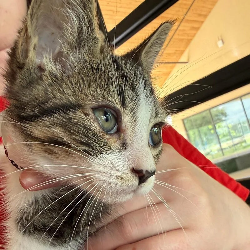 A baby small-sized male Brown / Chocolate Domestic Short Hair cat named Raven for adoption in Leander, TX