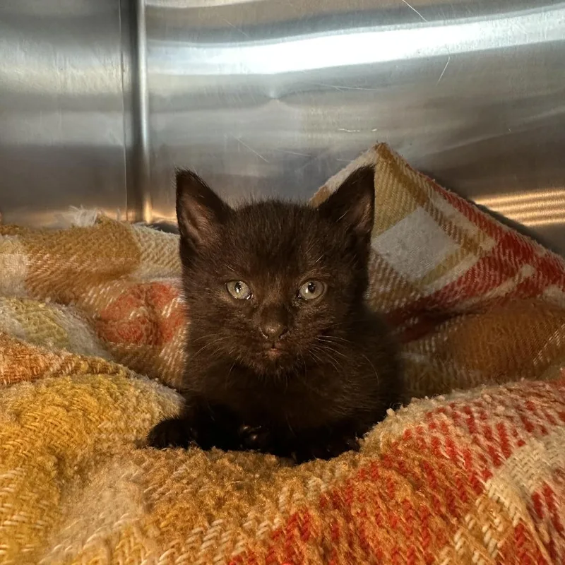 A baby small-sized female Black Domestic Short Hair cat named Sinaloa for adoption in Los Angeles, CA