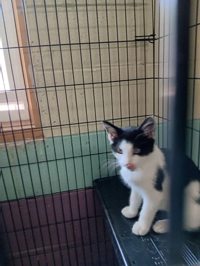 A baby small-sized female Black & White / Tuxedo Domestic Medium Hair cat named Beatrice for adoption in Monticello, IN