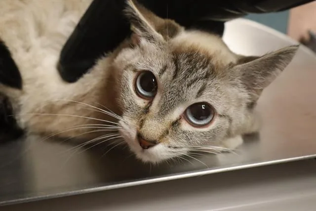 A young small-sized female Domestic Short Hair cat named Fendi for adoption in Columbia, SC