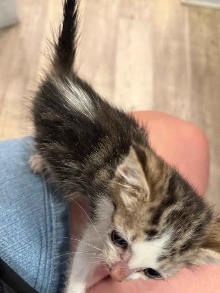 A baby small-sized female Domestic Medium Hair cat named Brewster for adoption in Syracuse, IN