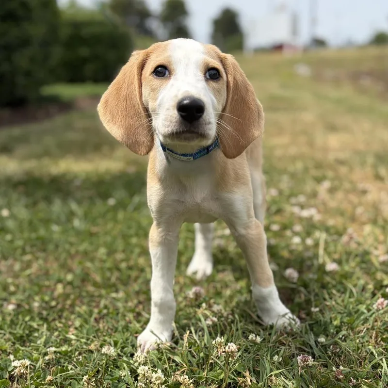 A baby small-sized male Brown / Chocolate Hound dog named Vernon for adoption in Chesapeake, VA