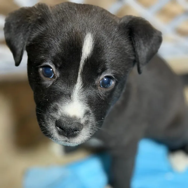 A baby small-sized female Labrador Retriever dog named Sugar D for adoption in Minnetonka, MN