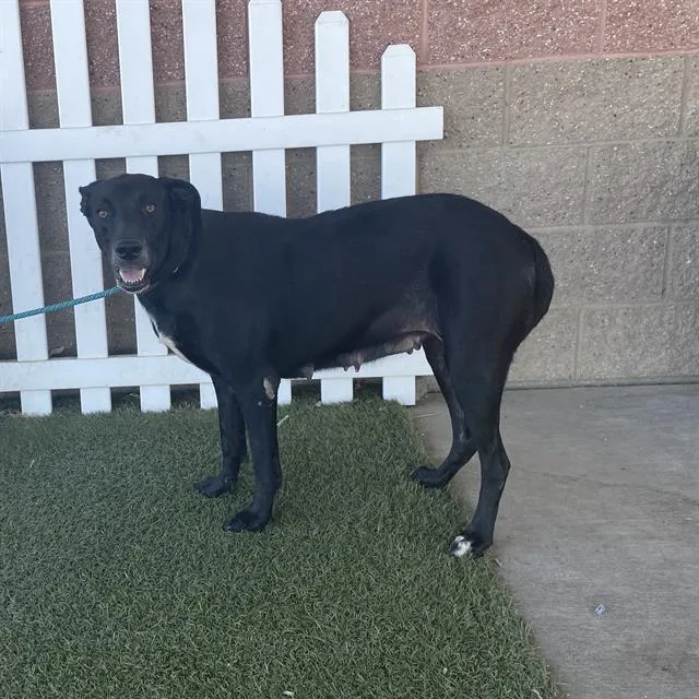 An adult large-sized female Labrador Retriever dog named Uma for adoption in Modesto, CA