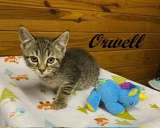 A baby medium-sized male Tabby (Brown / Chocolate) Tabby cat named Orwell for adoption in Southern Pines, NC