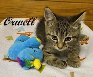 Orwell thumbnail 2