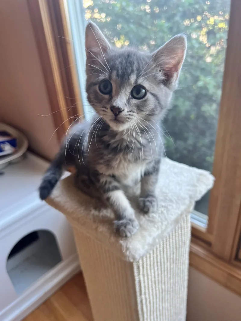 A baby small-sized male Domestic Short Hair cat named Shakma + Nukie for adoption in BREINIGSVILLE, PA