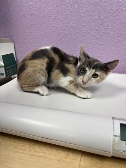 A baby small-sized female Gray / Blue / Silver Domestic Short Hair cat named Principal Waxelplax for adoption in El Paso, TX