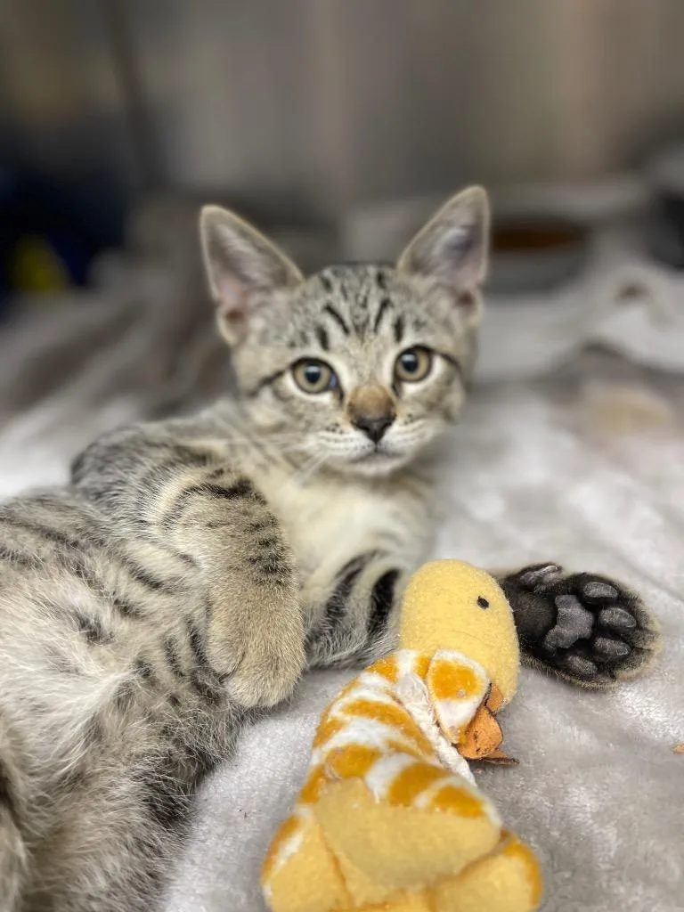 A baby small-sized male Domestic Short Hair cat named Cattail for adoption in Grants Pass, OR