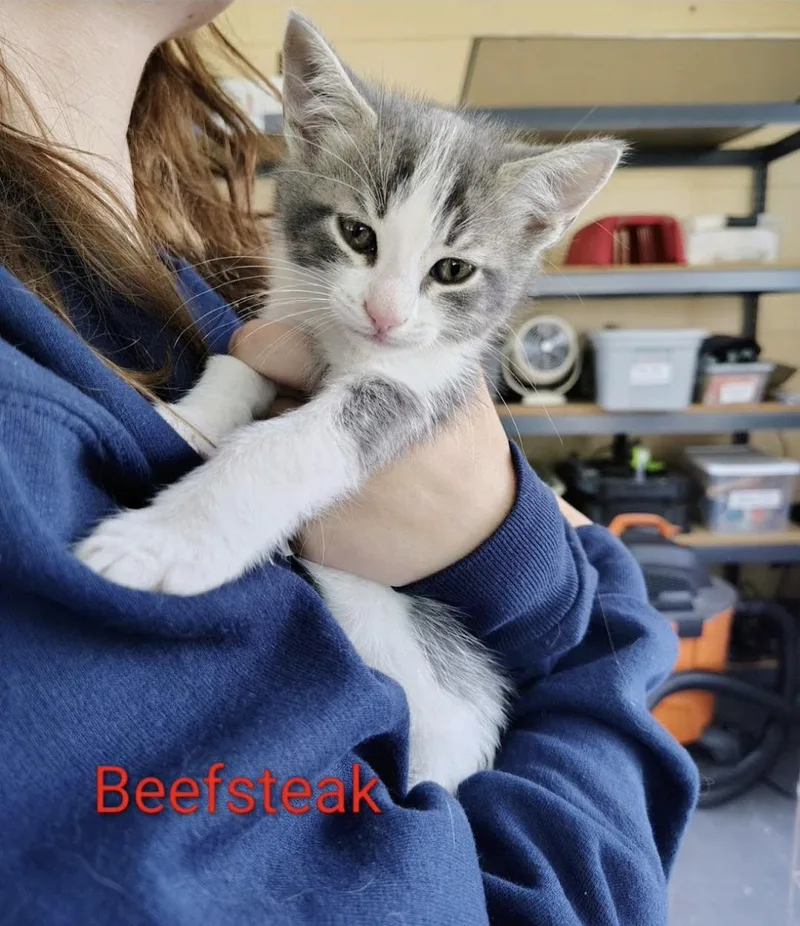 A baby small-sized male Domestic Short Hair cat named Beefsteak for adoption in Knoxville, TN