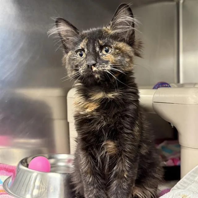 A baby small-sized female Domestic Short Hair cat named Robin for adoption in Las Vegas, NV